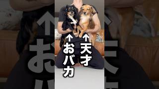 おバカな犬と天才な犬期間変えて技教えたらどっちが成功するか検証