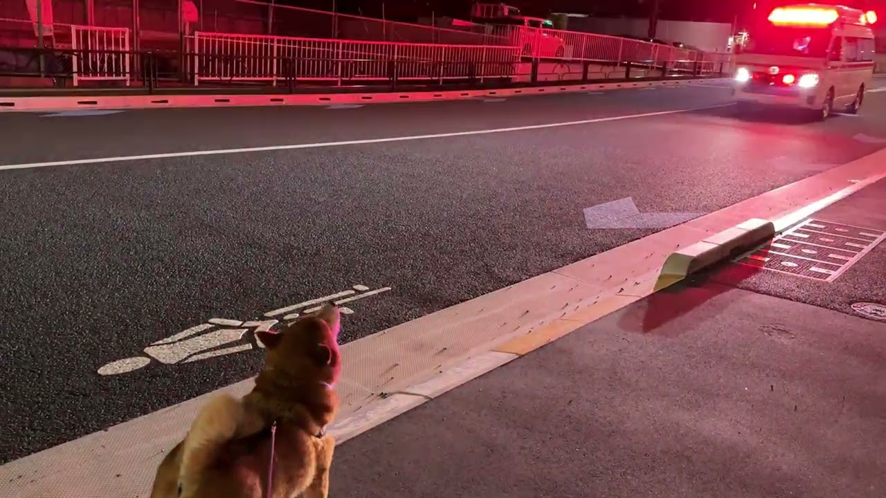 救急車に吠える柴犬ハチ