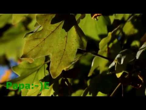 Feldahorn - Baum des Jahres 2015