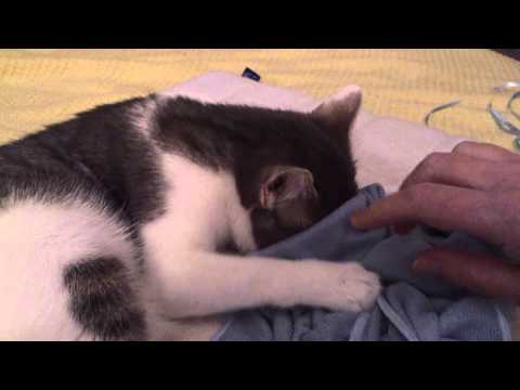 FUNNY CATS LINA & LUANA - LUANA