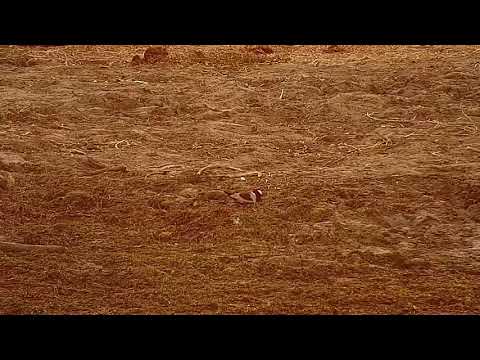 Djuma: Blacksmith Lapwing sitting on the nest - 07:08 - 08/09/21