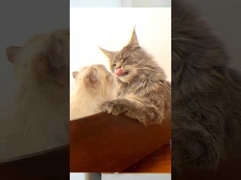 Year of cat kissing in 2023 🐱🐱 #cats #kissing #kitten #shorts