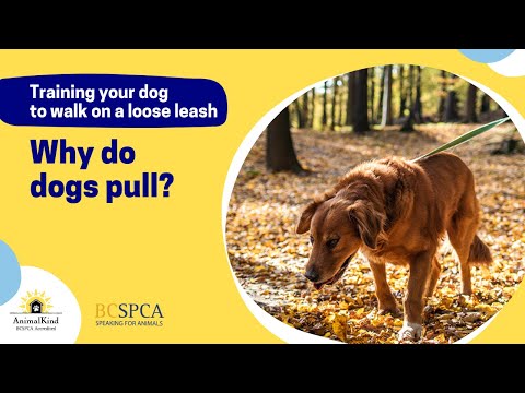Why do dogs pull? And how to use the leash | BC SPCA AnimalKind