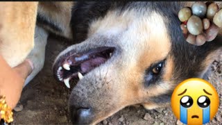 I try find ticks every day from my poor dog#106🐕🐶