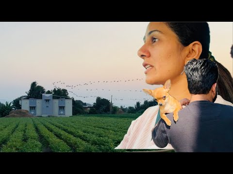 Back to normal village life morning routine with bahu, cows & family 