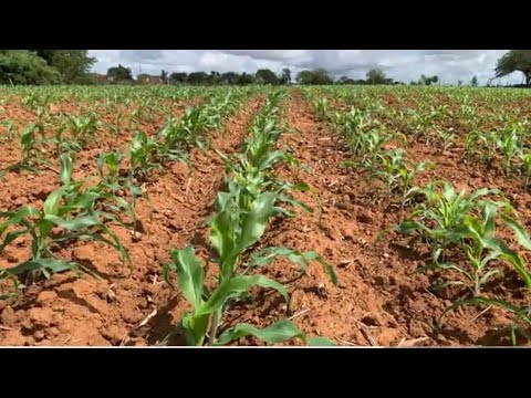 VEJA A PLANTA QUE SERVE PRA TUDO: Adustina, Sertão baiano.