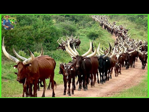 America and Africa Raise 10 Million Longhorn Cattle This Way - Cattle Farming