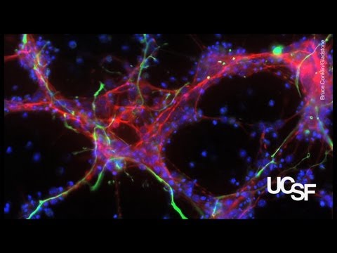 Stem Cells for Regenerative Medicine