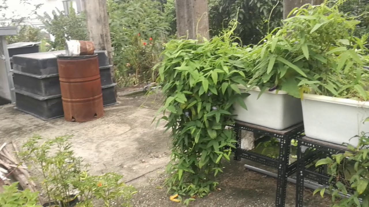 My first visit to Permaculture organic urban farm in Taman Tun Dr Ismail, Kuala Lumpur