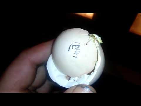 кобб 500 на моем кк эксперимент (часть 1)