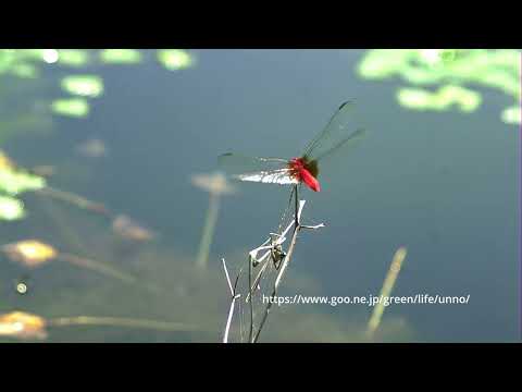 溜め池のショウジョウトンボ
