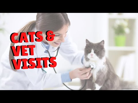 When Should I Take My Cat To The Vet? | Two Crazy Cat Ladies