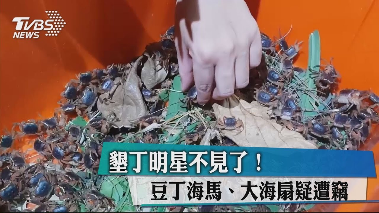 墾丁明星不見了! 豆丁海馬、大海扇疑遭竊