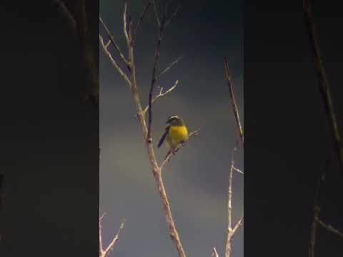 Nektárnik banánový (Coereba flaveola) — video o speve a chove