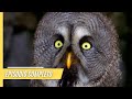 La Magia De Los Pájaros Episodio Completo