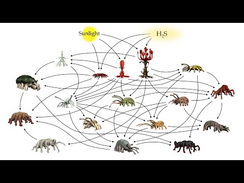 Alien Biospheres: Part 5 - Terrestrial Diversity and Ecology