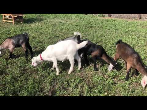 Prezentare iezi luna Aprilie 2025🐐