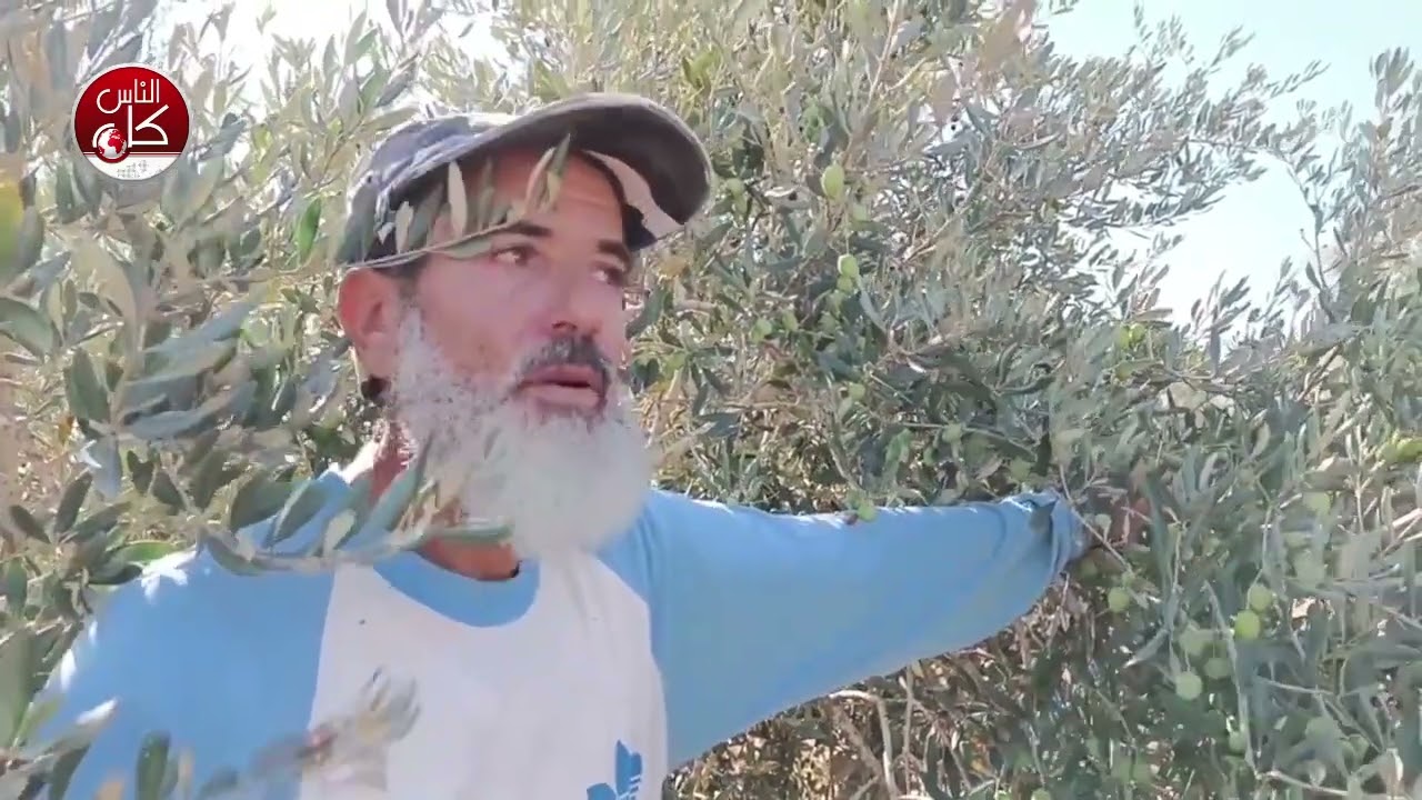 موسم زيتون مبشر محفوف بخطر الاستيطان المتوغل إعداد : سندس علي