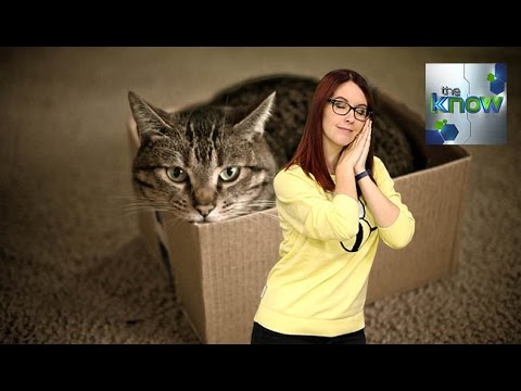 Why Do Cats Love Sitting In Boxes? - The Know
