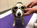 The Animal Therapy Center Presents Dora