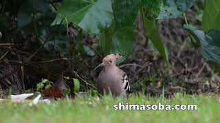 荒れた天気でヤツガシラの第2波到着(動画あり)