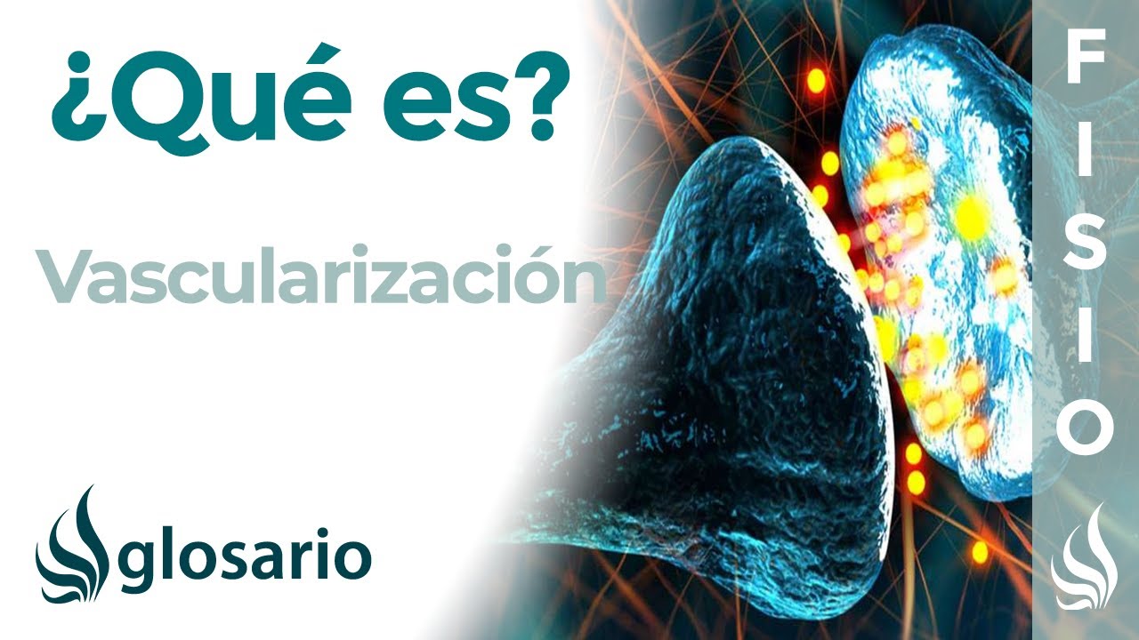 VASCULARIZACIÓN | Qué es, qué lo produce, cuál es su función e importancia