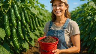 STOP wasting money on 100 fertilizers – fix yellow leaves and get endless cucumbers with one simple