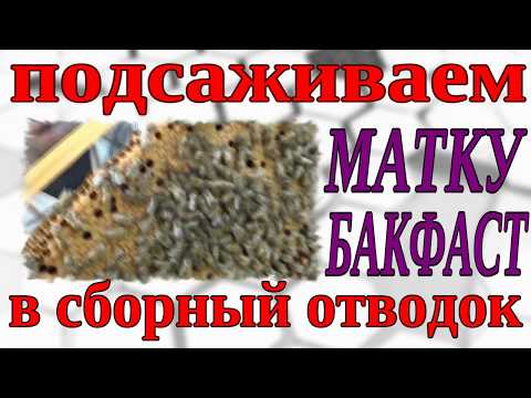 ПОДСАЖИВАЕМ МАТКУ. КАК ПОДСАДИТЬ МАТКУ. ПОДСАДКА ПЛОДНОЙ МАТКИ.