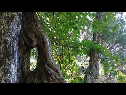 Trekking to Castaño de Robledo, Spain