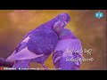 Nijamade Pilla