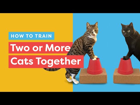 Wie man zwei (oder mehr) Katzen gemeinsam trainiert