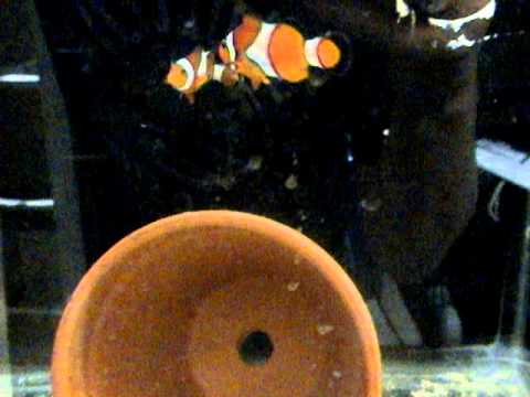 Onyx female /true percula clown  fish male breeding pair