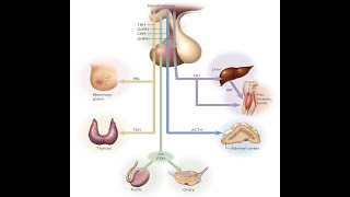 Endocrine System Review