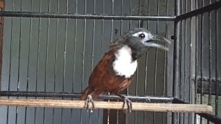 Download lagu Tepus leher putih / kopi kalung gacor mp3 Download lagu Tepus leher putih / kopi kalung gacor mp3