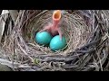 Bird Song By Dahni 2022 All Rights Reserved