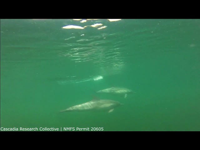 Video Pronunciation of harbor porpoise in English Video Pronunciation of harbor porpoise in English