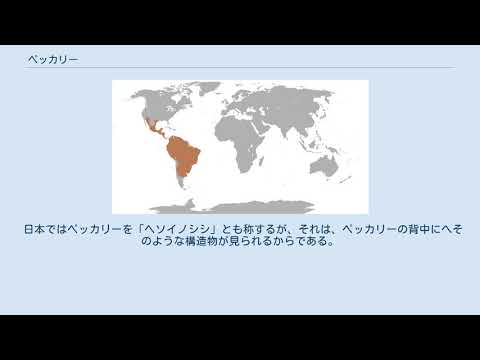 クビワペッカリー