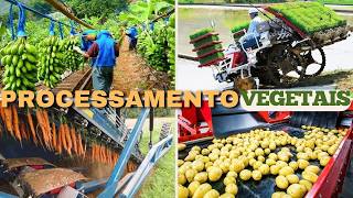 Como é feito o processamento de Amendoim, Cenoura, Banana, Arroz, Batata, Melancia
