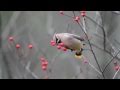 Cedar Waxwings HD- Canon 7D