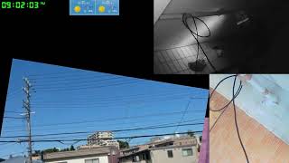 【ツバメさんSwallow】20230728-29電線空配信´・ω・｀)Wild birds