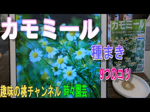 カモミール 植物