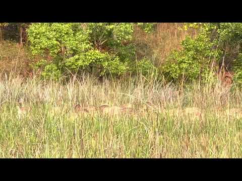 Jim Corbett - calm and serene - deer spotting