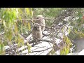 Great Horned Owl (Bubo Virginianus) Owlets
