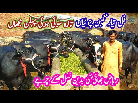 How To Start Full Tayyar PEHLAN Jotian Farming Business| Badeen Nasal Ki PEHCHAN | Top Katti Farming