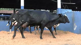 Vídeo 10 - 1ª ETAPA MEGA LIQUIDAÇÃO TOTAL AGROPECUÁRIA MARAJOARA - DIA 4 | GADO GIROLANDO E HOLANDÊS