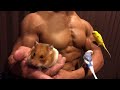 モフモフとムキムキのセキセイインコとゴールデンハムスターとマッチョ