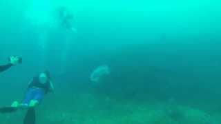 preview picture of video 'Buceando con medusas en Tres Hermanas.'