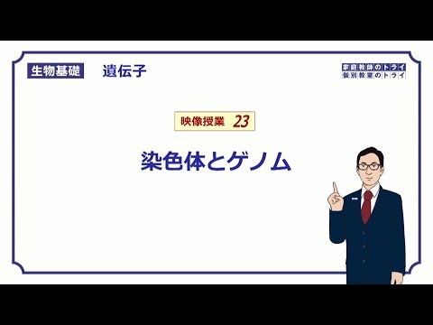 ヒト 16 番染色体について詳しく解説