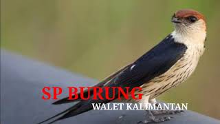 Download lagu SUARA BURUNG WALET KALIMANTAN MP3 | SP PIYIQ | WALET TV mp3 Download lagu SUARA BURUNG WALET KALIMANTAN MP3 | SP PIYIQ | WALET TV mp3