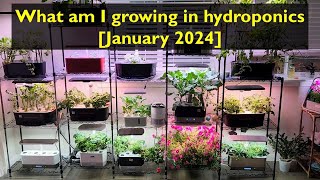 What am I growing | Jan 2024 | Aerogarden, iDoo, LetPot, Spider Farmer, AHopeGarden, MarsHydro